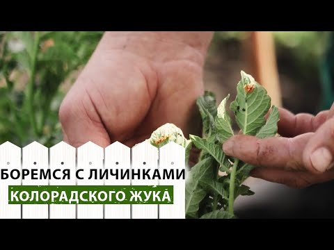 Видео: Борьба с личинками колорадского жука на картофеле.