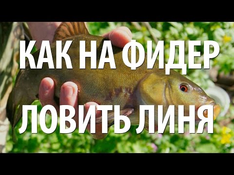 Видео: РЫБА ЛИНЬ на ФИДЕР. КАК ЛОВИТЬ ЛИНЯ - ТЕХНИКА ФИДЕРНОЙ РЫБАЛКИ НА ЛИНЯ