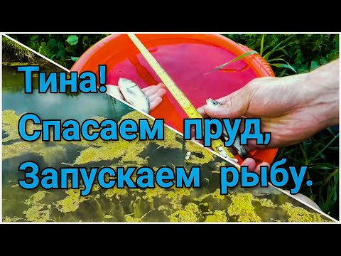 Видео:  Тина! Спасаем пруд, запускаем рыбу. Аlgae! We are saving the pond and launching the fish.