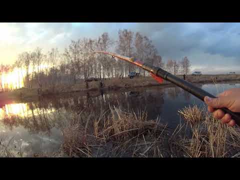 Видео: Не только на Оше крупняк. Крупный карасевич в Тюкалинске.