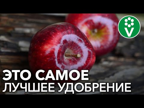 Видео: От ЭТОЙ подкормки яблони будут ломиться от урожая! Подкормка яблони дрожжами