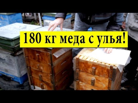 Видео: 180 кг меда с улья ✅ На пасеке Ивана Мовчана Миргород 🐝