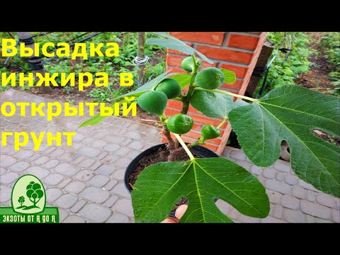 Видео: Высадка инжира и граната в открытый грунт