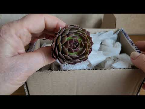 Видео: Молодила и Горноколосники пополнили коллекцию. Неожиданные эмоции.