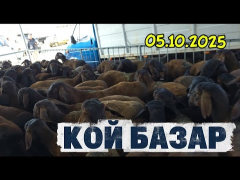 Видео: КОЙ БАЗАР/ ТАРАЗ МАЛ БАЗАР
