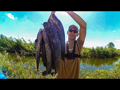 Видео: БАЛЫҚ АУЛАУ ДЕП ОСЫНЫ АЙТ