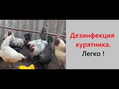 Видео: Как избавиться от паразитов в курятнике? Решаем проблему! Куриный клещ, пухоед, блохи, грибки, вирус