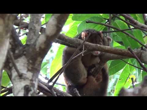 Видео: Спасаю диких поссумов! Привет от Добби! Protecting wild life in my backyard!