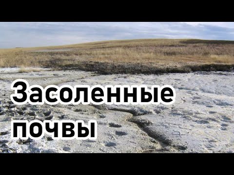 Видео: Засоленные почвы и солоди
