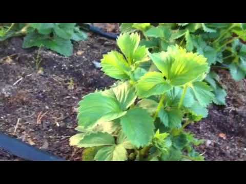 Видео: Как использовать Фитоверм? | Как бороться с вредителями на клубнике?