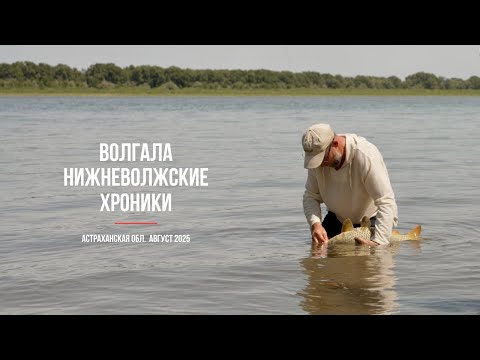Видео: Нижневолжские хроники. Ловля сазана на Нижней Волге летом 2025