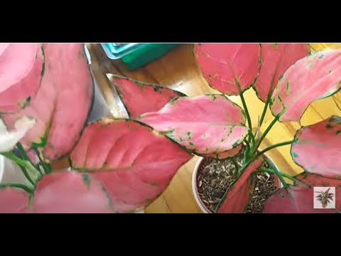 Видео: Комнатные растения. Обзор аглаонем. Новинки . Новый состав грунта.