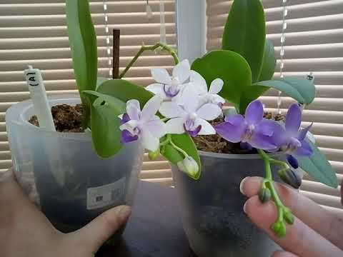 Видео: 8. Отличие Dtps.Tzu Chiang Sapphire от Phal. Purple Martin
