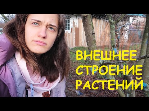 Видео: Полевая практика: внешнее строение растений