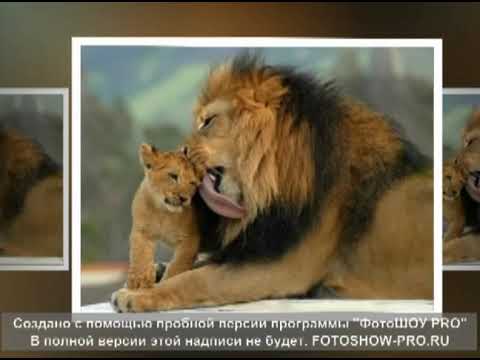 Видео: Природознавство (1 клас). Світ тварин