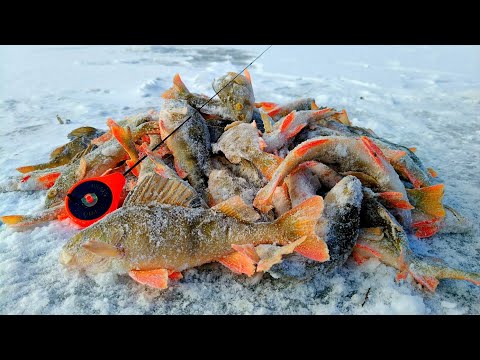 Видео: Бешенный клёв с Одной лунки от ИСТОРИИ РЫБАКА