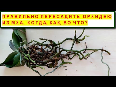 Видео: ПРАВИЛЬНО ПЕРЕСАДИТЬ ОРХИДЕЮ ФАЛЕНОПСИС ИЗ МХА! КОГДА И КАК! ПЕРЕСАДКА Phal. KV SMILE из МХА в КОРУ.