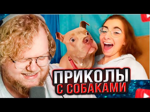 Видео: T2x2 СМОТРИТ: ЛУЧШИЕ ВИДЕО С СОБАКАМИ ЗА ПОСЛЕДНИЕ 10 ЛЕТ