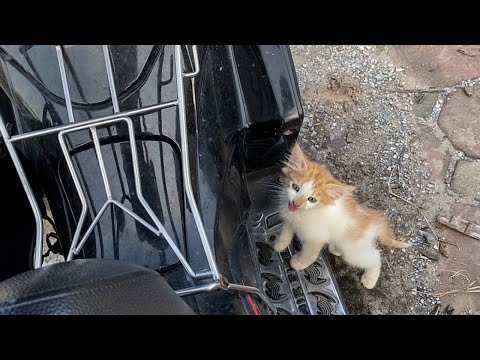 Видео: «Папа, я хочу жить жизнью мечты!» Котёнок вцепился в мой мотоцикл, умоляя о помощи...