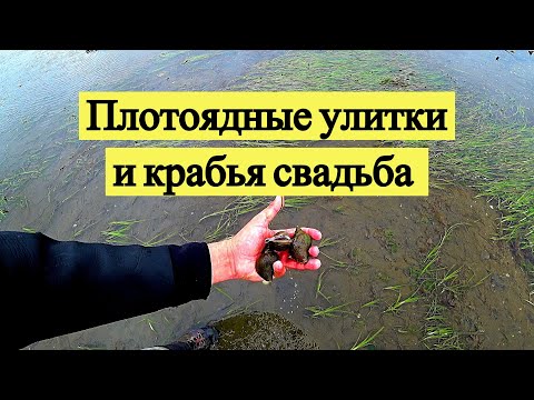 Видео: Трубач - плотоядная улитка и крабья свадьба