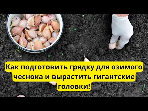 Видео: Готовим грядки под озимый чеснок заранее! Типичные ошибки садоводов!