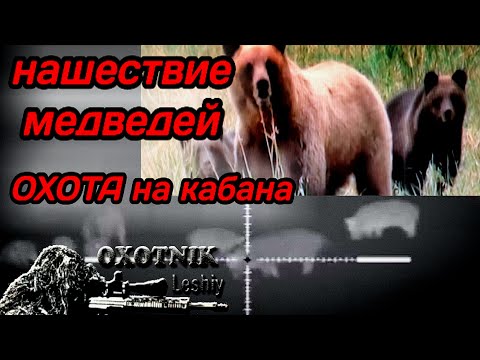 Видео: Нашествие Медведей!!! Охота на Кабана.