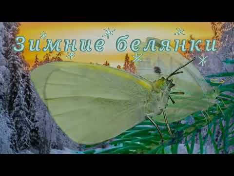 Видео: Зимний отряд, зимнее поколение белянок Репниц и история Желтика и Кики