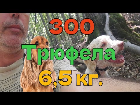 Видео: 300 Трюфела днес 6,5 кг. / 300 Truffles today 6.5 kg