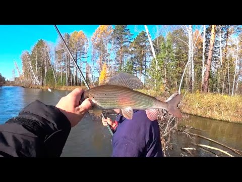 Видео: ЛОВЛЯ ХАРИУСА ОСЕНЬЮ/ОТЛИЧНЫЙ КЛЕВ/ХАРЮЗОВЫЕ МЕСТА ГДЕ ОН ЛЮБИТ ОБИТАТЬ