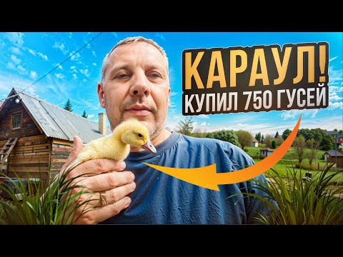 Видео: РАССКАЖУ ВСЕ❗❗ Как я начал ГУСИНЫЙ сезон и купил 750 гусят—цены и всё о ЛИНДЕ! 🦆🔥 #МоеПодворье