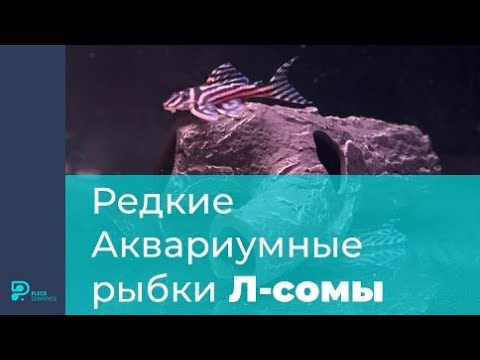 Видео: Редкие Аквариумные рыбки Л-сомы