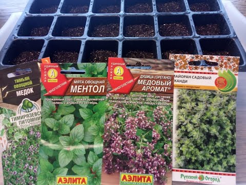 Видео: Посев чабреца, мяты, майорана, душицы. Всхожесть 100%!