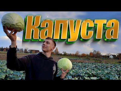 Видео: Обзор КАПУСТЫ сортов ЦЕНТУРИОН и БРИГАДИР 2022