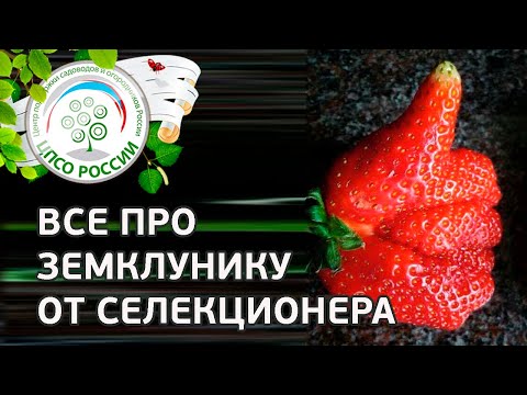 Видео: Что такое земклуника особенности выращивания и ухода.