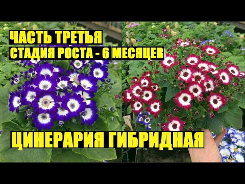 Видео: Цинерария гибридная. Часть 3. Стадия развития 6 месяцев.