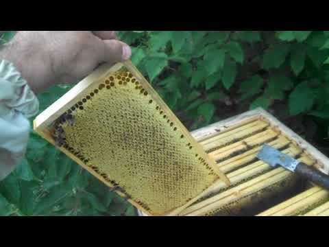 Видео: В альпийский улей всегда приятно заглянуть!