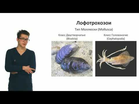 Видео: Зоология беспозвоночных. Разнообразие беспозвоночных. Часть 3  (Виноградов Д. Д.)