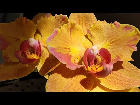 Видео: Цветущий сентябрь 🍂🍁#фаленопсис #orchid #цветы #peloric #бабочка #орхидея 