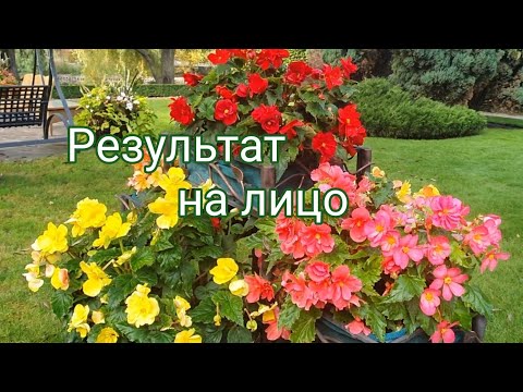 Видео: КАК ХРАНИТЬ КЛУБНИ БЕГОНИИ ЗИМОЙ.
