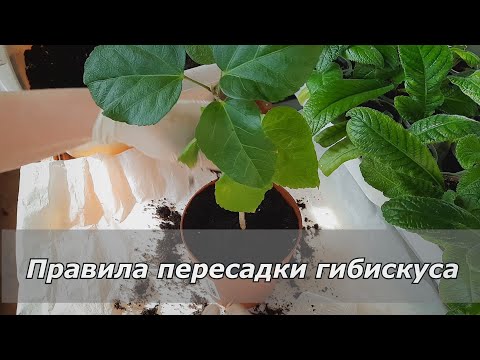 Видео: Гибискус. Правила пересадки.