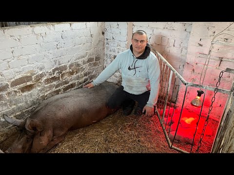 Видео: Сколько осталось поросят?.. Как ведёт себя Глория?