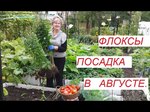 Видео: Флоксы , деление, посадка в августе.