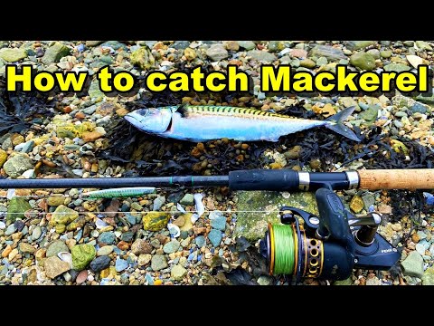 Видео: ЛОВЛЯ СКУМБРИИ Самая простая рыба, которую можно поймать на берегу Великобритании + Catch Clean Cook