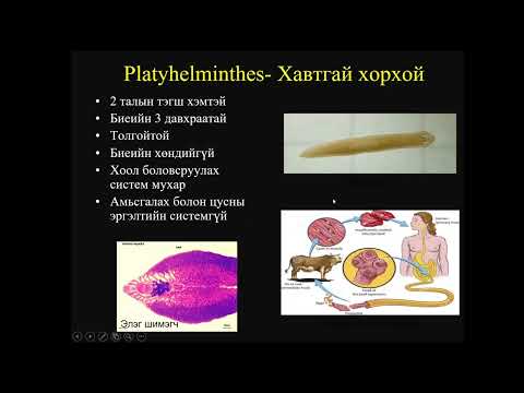 Видео: Биологийн хичээл №6 Амьтны аймаг