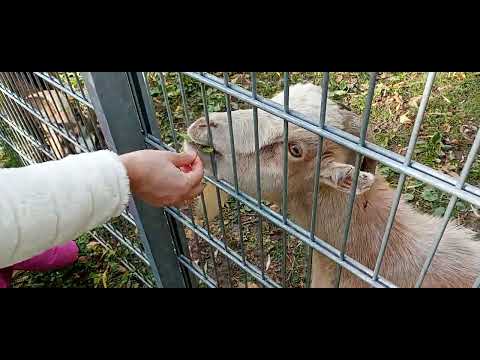 Видео: Кормим козликов 