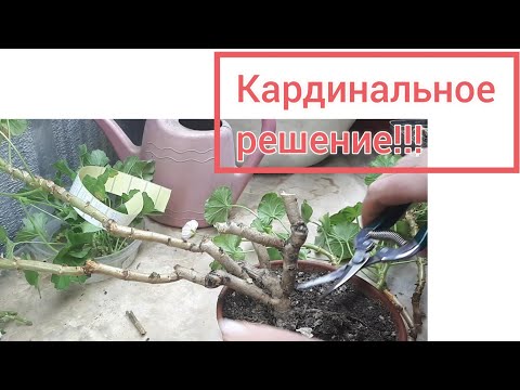 Видео: ИЗБАВЛЯЮСЬ от маточников ПЕЛАРГОНИЙ!