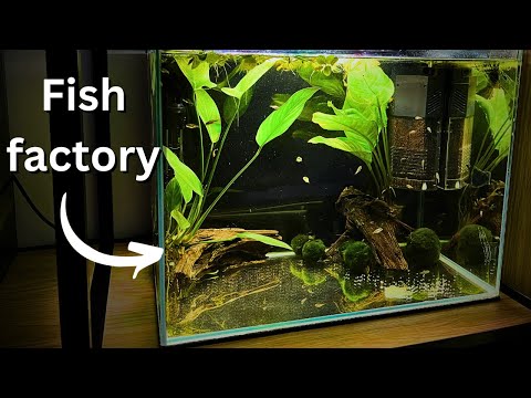 Видео: Как сохранить мальков живыми и здоровыми? Как обустроить аквариум для выращивания? Легко!