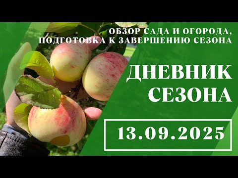 Видео: Обзор сада и огорода, подготовка к завершению сезона // 13.09.2025