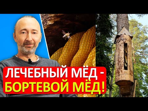 Видео: Бортевой мёд от диких пчёл. Перезимовавший мёд - что это? Мёд из колод лечебный! Какой мёд покупать?
