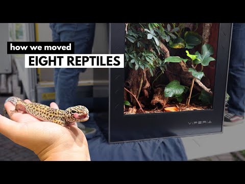 Видео: Как мы ПЕРЕЕХАЛИ дом с рептилиями и их ОГРОМНЫМИ вивариями!